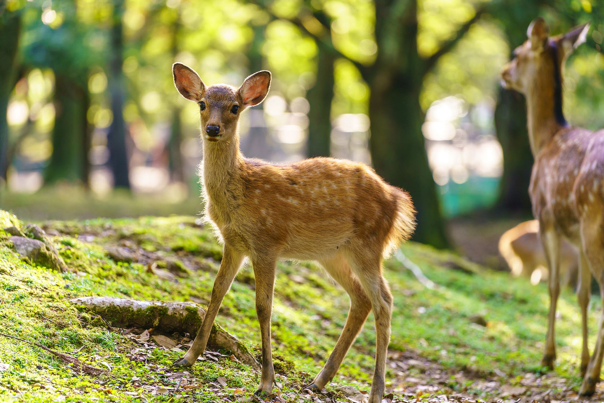 Nara Deer Image