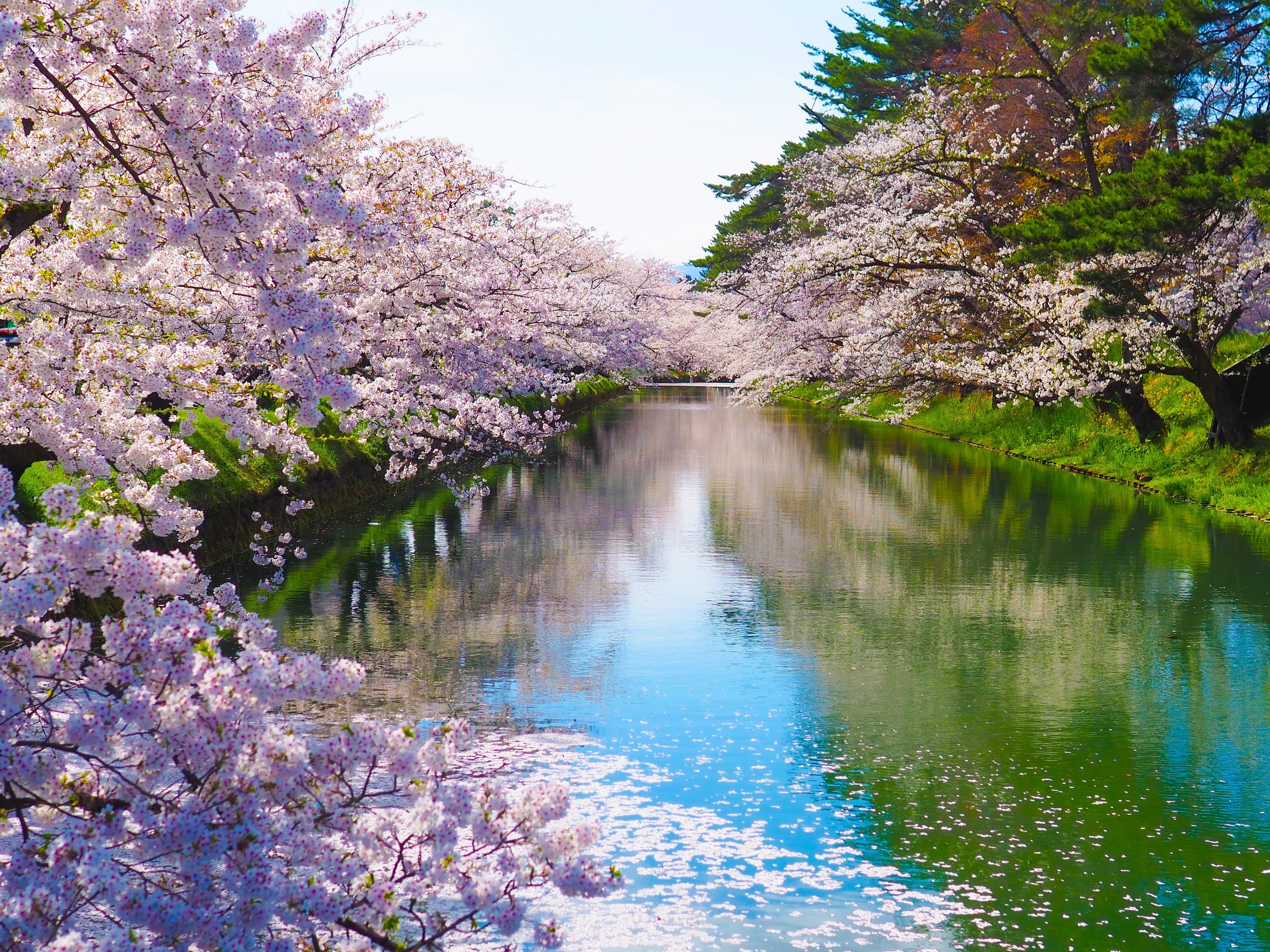 Feb Japan Spring Explore Japan This Spring! – NTA America